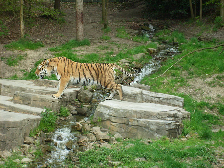 Sibirischer Tiger im Wuppertaler Zoo am 30. April 2010