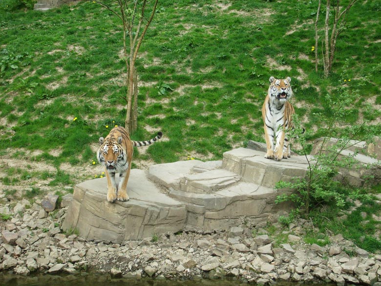 Sibirische Tiger im Zoologischen Garten Wuppertal am 30. April 2010