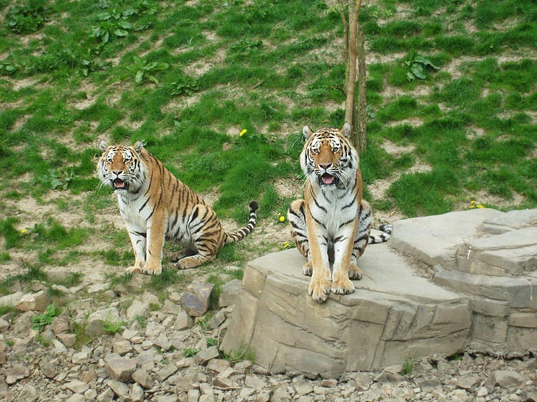 Sibirische Tiger im Zoologischen Garten Wuppertal am 30. April 2010