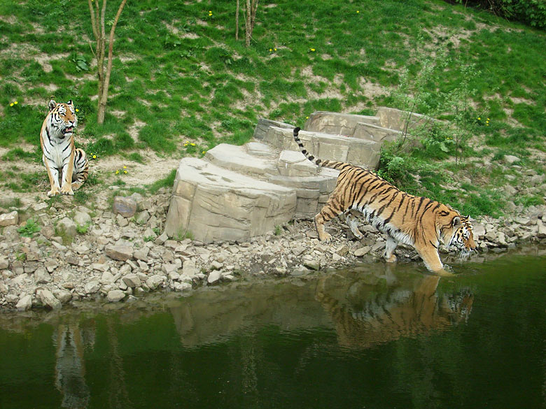 Sibirische Tiger im Wuppertaler Zoo am 30. April 2010