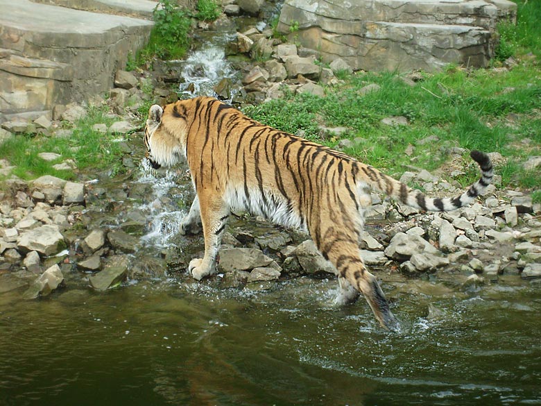 Sibirischer Tiger im Zoologischen Garten Wuppertal am 30. April 2010