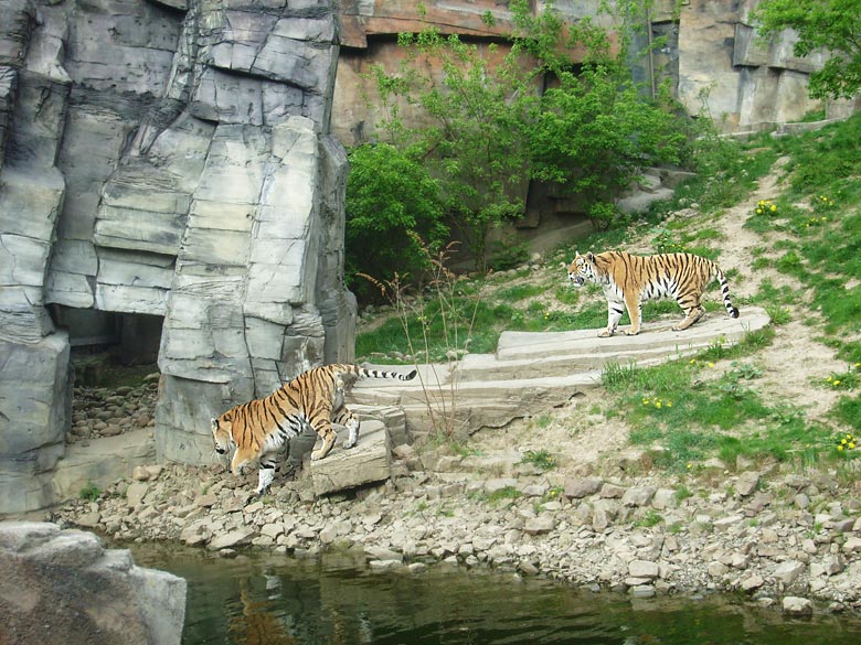 Sibirische Tiger im Zoo Wuppertal am 30. April 2010