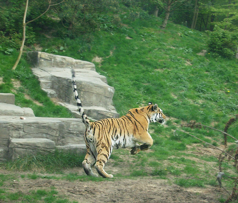 Sibirischer Tiger im Zoo Wuppertal am 30. April 2010