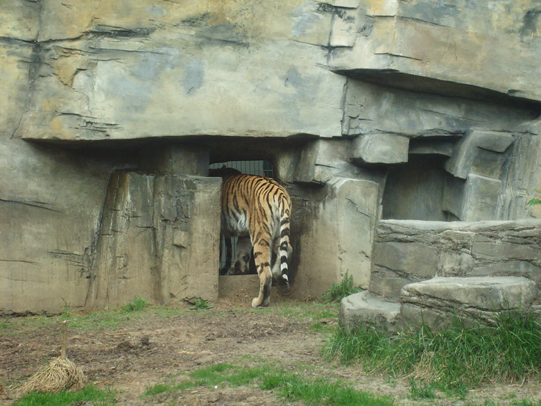 Sibirische Tigerr im Zoo Wuppertal am 30. April 2010