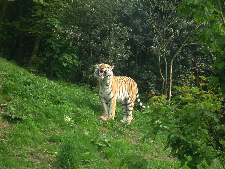 Sibirischer Tiger im Zoo Wuppertal am 9. Mai 2010