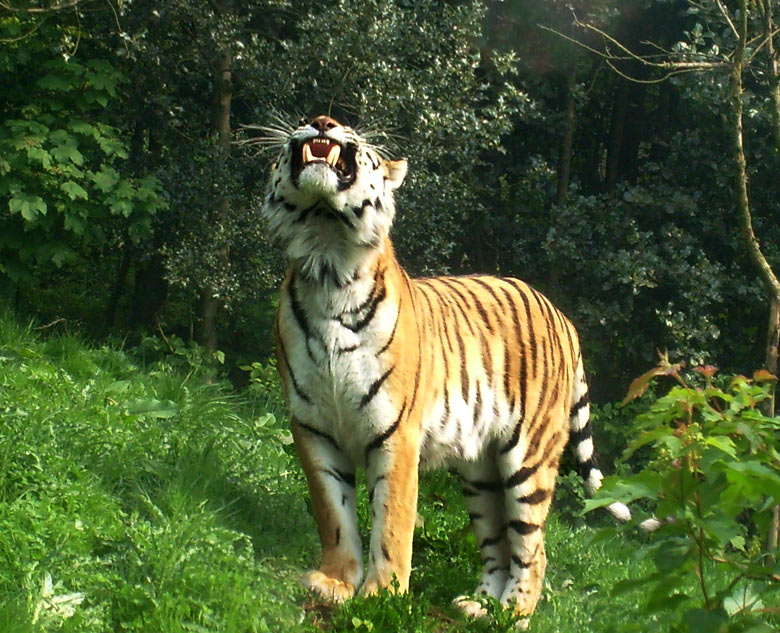 Sibirischer Tiger im Zoologischen Garten Wuppertal am 9. Mai 2010