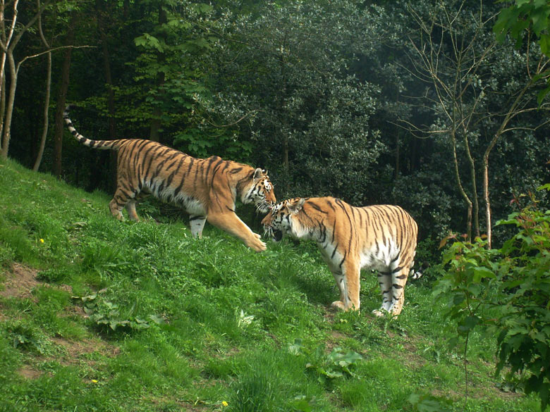 Sibirische Tiger im Zoo Wuppertal am 9. Mai 2010