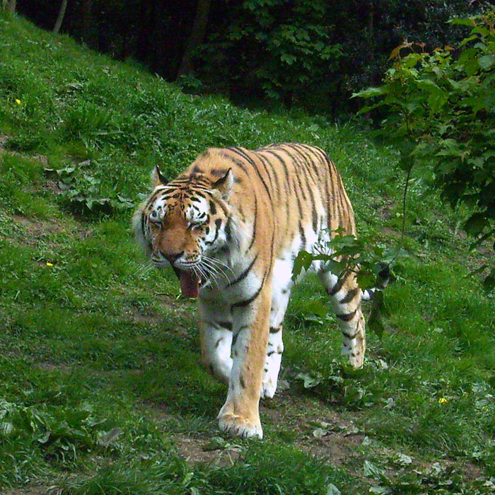 Sibirischer Tiger im Wuppertaler Zoo am 9. Mai 2010