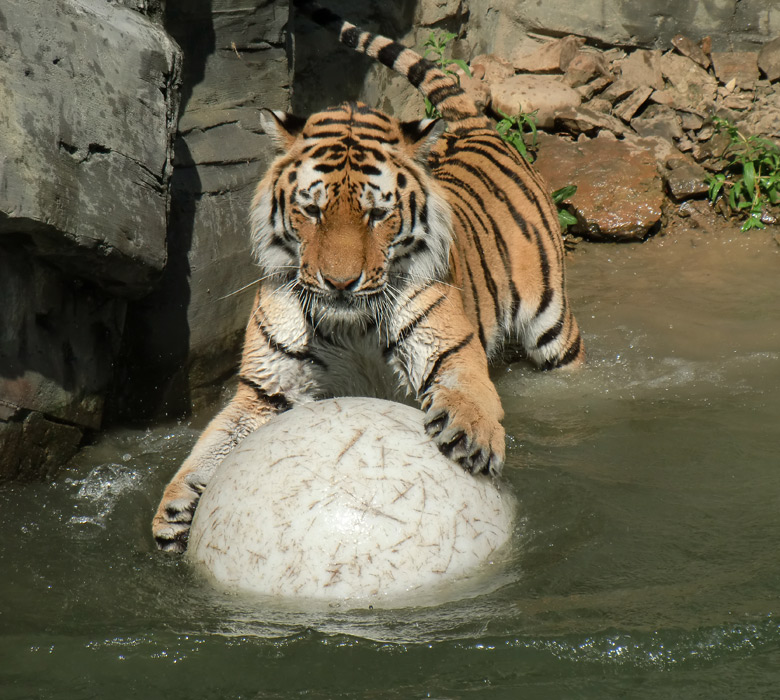 Sibirischer Tiger im Zoo Wuppertal am 3. Juni 2010