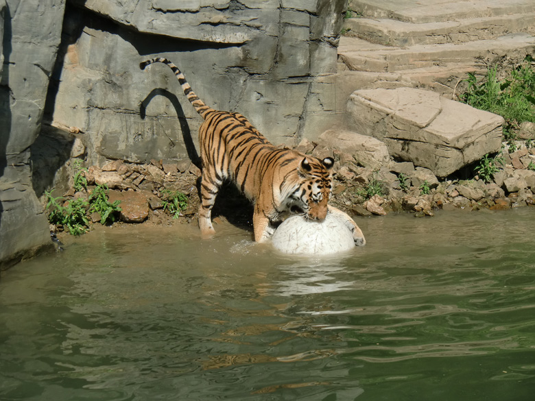 Sibirischer Tiger im Zoo Wuppertal am 3. Juni 2010