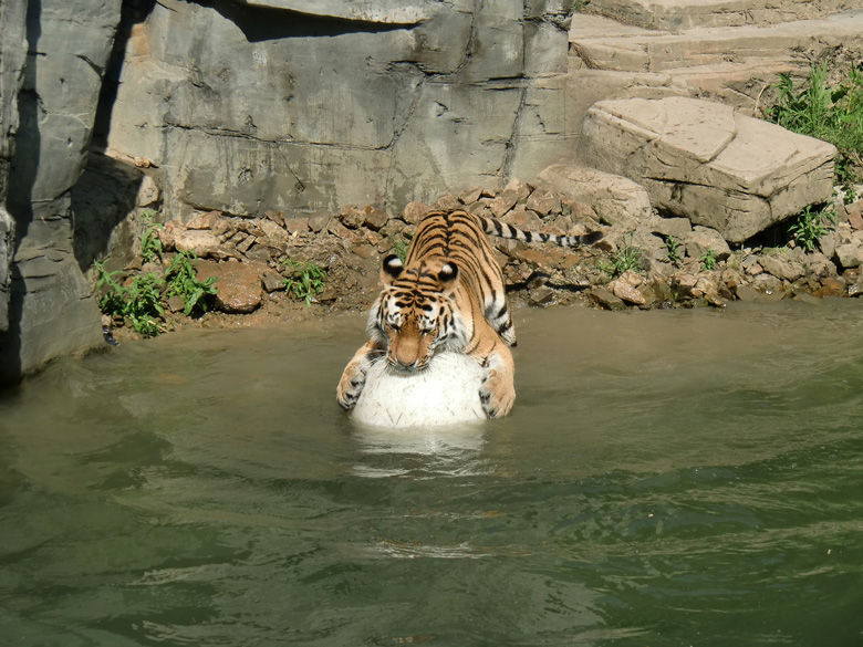 Sibirischer Tiger im Zoologischen Garten Wuppertal am 3. Juni 2010