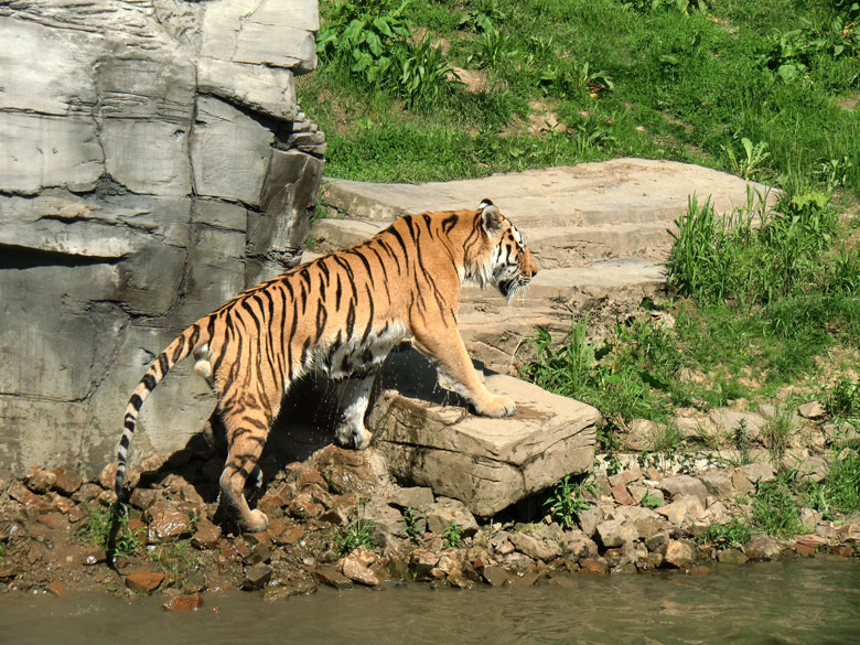 Sibirischer Tiger im Zoologischen Garten Wuppertal am 3. Juni 2010