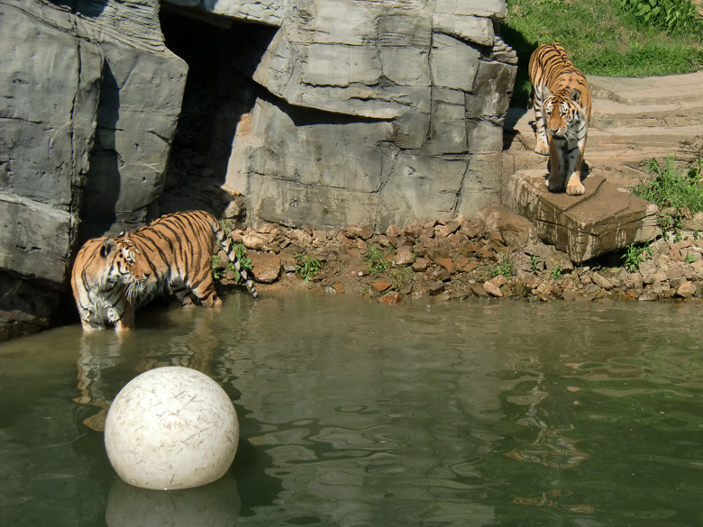 Sibirische Tiger im Wuppertaler Zoo am 3. Juni 2010