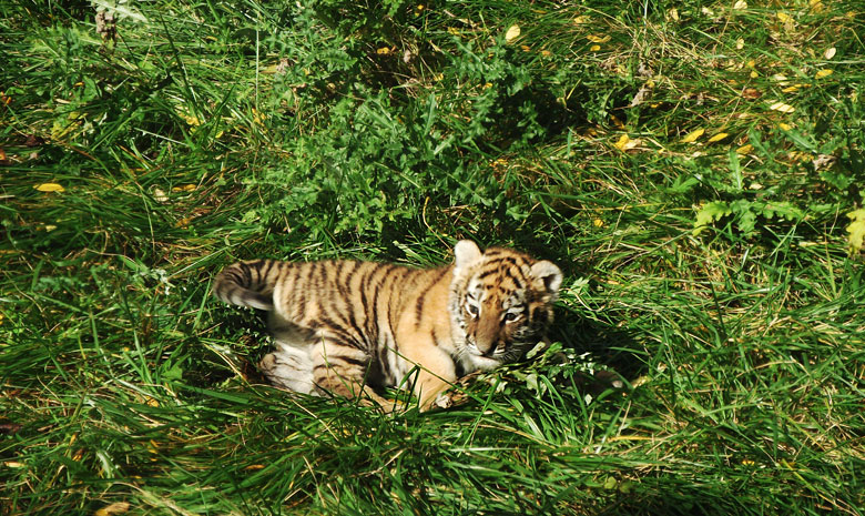 Sibirisches Tigerbaby Tschuna im Zoologischen Garten Wuppertal am 6. Oktober 2010