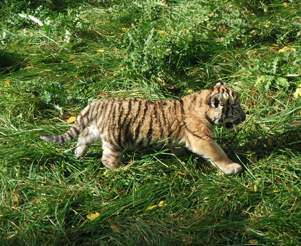 Sibirisches Tigerbaby Tschuna im Wuppertaler Zoo am 6. Oktober 2010