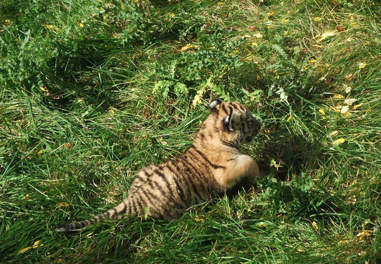 Sibirisches Tigerbaby Tschuna im Zoo Wuppertal am 6. Oktober 2010