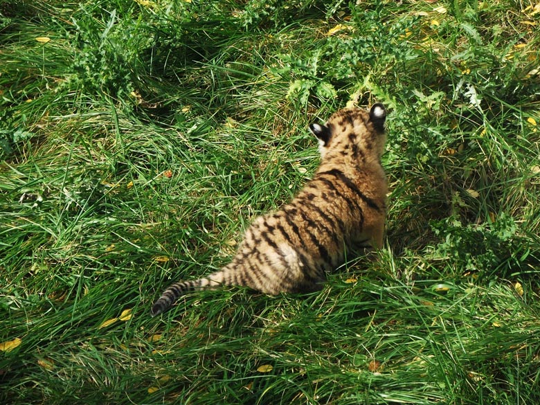 Sibirisches Tigerbaby Tschuna im Zoologischen Garten Wuppertal am 6. Oktober 2010