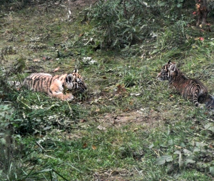 Tigerjungtiere Tschuna und Daseep im Zoo Wuppertal am 30. Oktober 2010