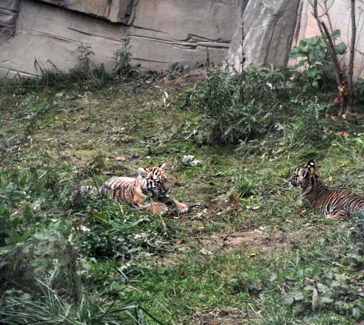 Tigerjungtiere Tschuna und Daseep im Zoologischen Garten Wuppertal am 30. Oktober 2010