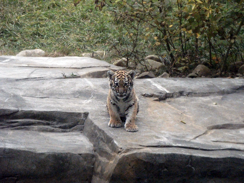 Tigerjungtier Tschuna im Zoo Wuppertal am 30. Oktober 2010