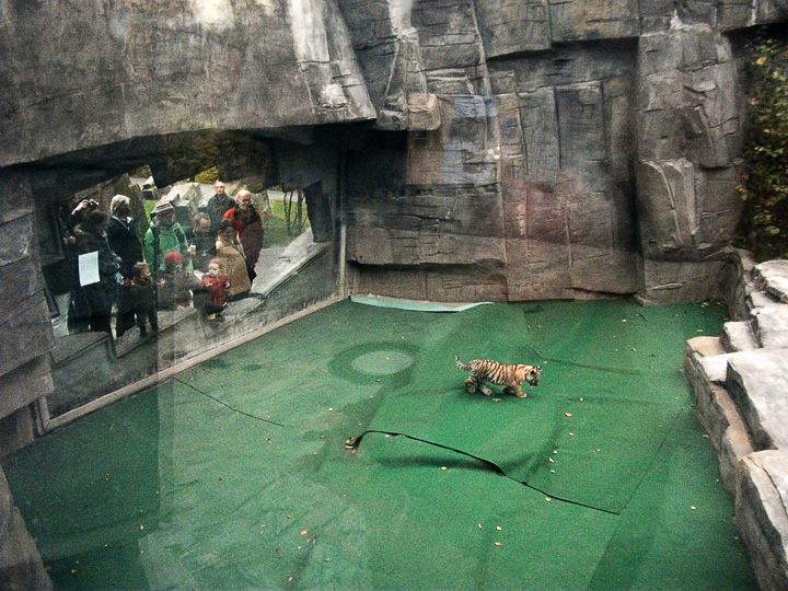 Zoo-Besucher/innen betrachteten Tigerjungtier Tschuna im Zoo Wuppertal am 30. Oktober 2010