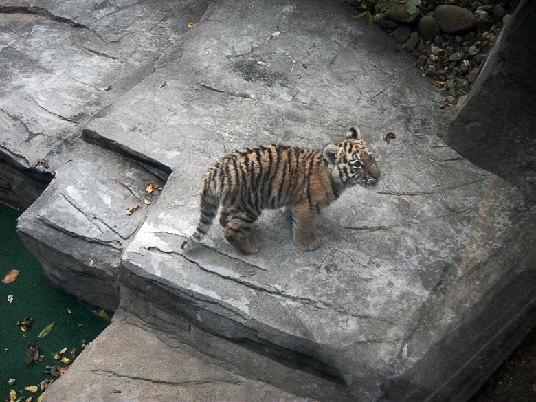 Tigerjungtier Tschuna im Zoologischen Garten Wuppertal am 30. Oktober 2010