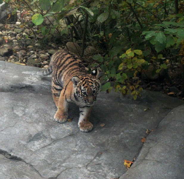 Tigerjungtier Tschuna im Wuppertaler Zoo am 30. Oktober 2010