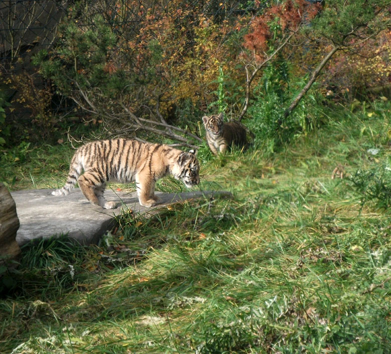 Tigerjungtiere Tschuna und Daseep im Zoologischen Garten Wuppertal am 2. November 2010