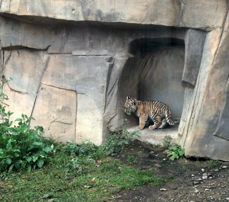 Tigerjungtier Tschuna im Zoologischen Garten Wuppertal am 2. November 2010