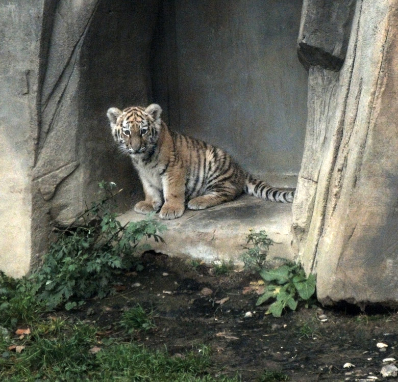 Tigerjungtier Tschuna im Zoo Wuppertal am 2. November 2010
