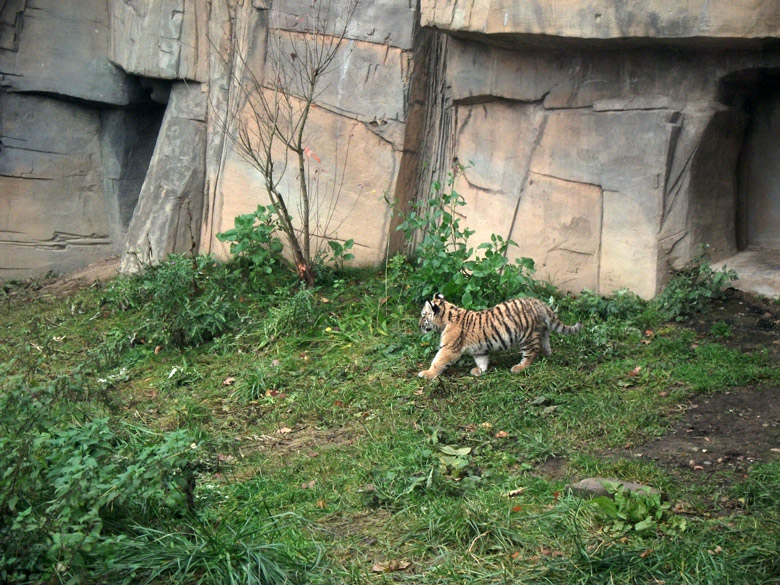 Tigerjungtier Tschuna im Zoologischen Garten Wuppertal am 2. November 2010