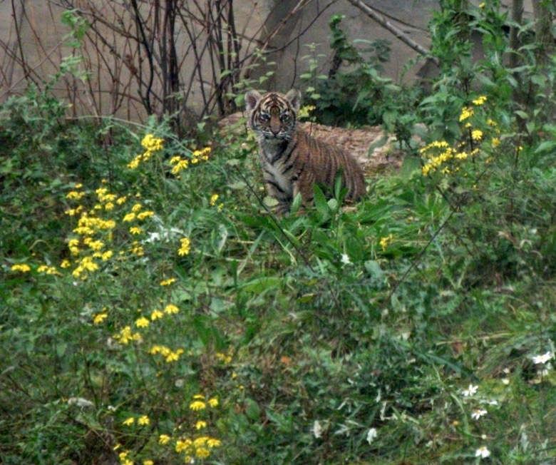 Tigerjungtier Daseep im Wuppertaler Zoo am 2. November 2010