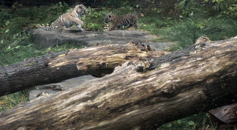 Tigerjungtiere Tschuna und Daseep im Zoologischen Garten Wuppertal am 2. November 2010