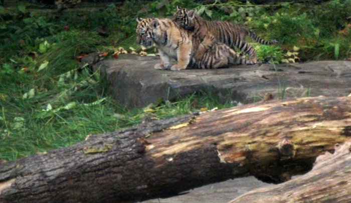 Tigerjungtiere Tschuna und Daseep im Wuppertaler Zoo am 2. November 2010