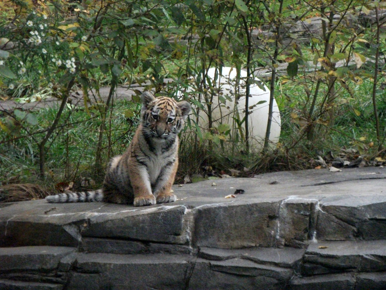 Tigerjungtier Tschuna im Zoo Wuppertal am 2. November 2010