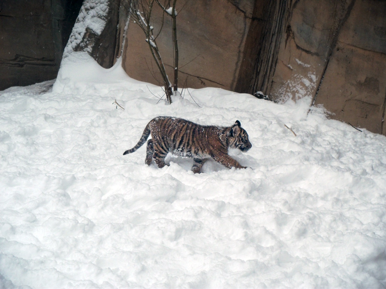 Sumatra-Jungtigerin Daseep im Wuppertaler Zoo am 24. Dezember 2010