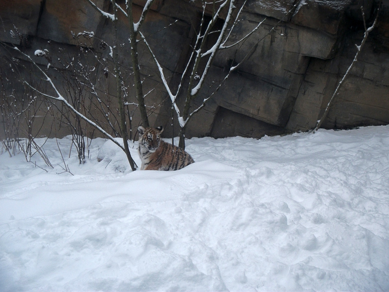 Sibirische Jungtigerin Tschuna im Wuppertaler Zoo am 24. Dezember 2010