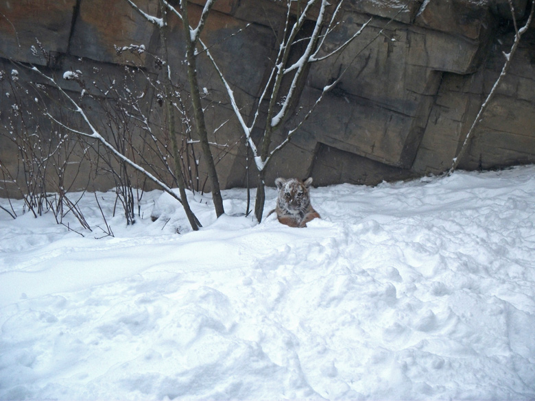 Sibirische Jungtigerin Tschuna im Zoo Wuppertal am 24. Dezember 2010