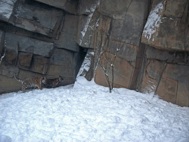 Jungtiger Tschuna und Daseep im Zoologischen Garten Wuppertal am 24. Dezember 2010