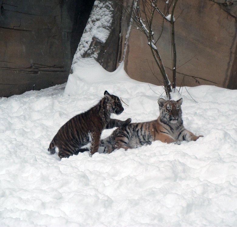 Jungtiger Daseep und Tschuna im Zoologischen Garten Wuppertal am 24. Dezember 2010