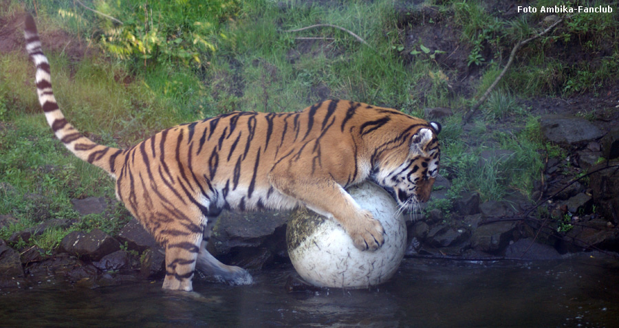 Sibirischer Tigerkater Mandschu mit Ball im Zoologischen Garten Wuppertal im Oktober 2011 (Foto Ambika-Fanclub)