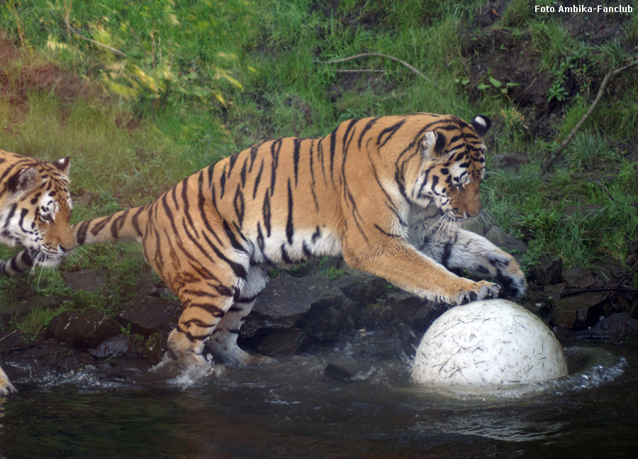 Sibirische Tigerkater Wassja und Mandschu mit Ball im Zoo Wuppertal im Oktober 2011 (Foto Ambika-Fanclub)