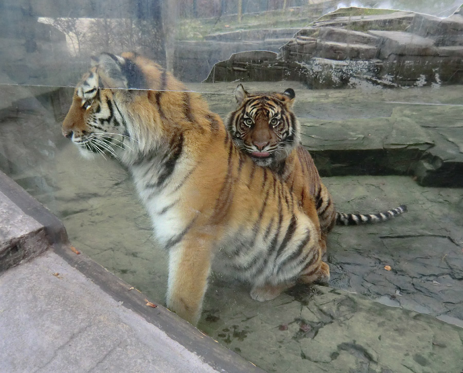 Sibirisches Tigerjungtier TSCHUNA und Sumatra Tigerjungtier DASEEP im Zoo Wuppertal am 10. Dezember 2011