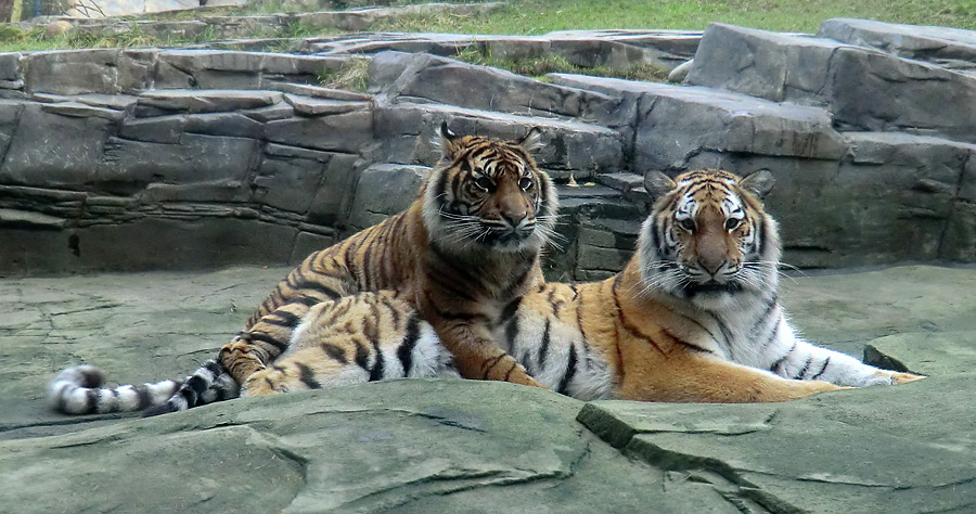 Sumatra Tigerjungtier DASEEP und Sibirisches Tigerjungtier TSCHUNA im Wuppertaler Zoo am 10. Dezember 2011