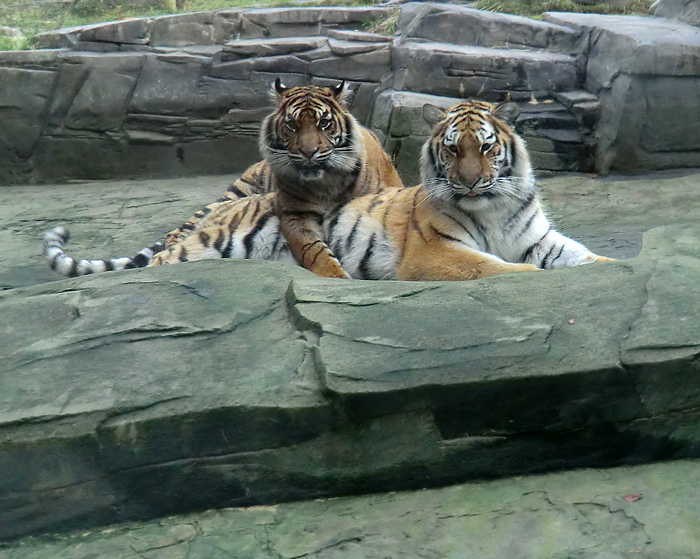 Tigerjungtiere im Wuppertaler Zoo am 10. Dezember 2011