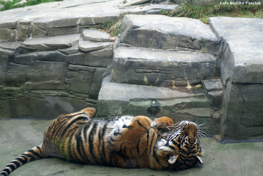 Sibirisches Tigerjungtier Tschuna mit Stöckchen im Zoologischen Garten Wuppertal im Dezember 2011 (Foto Ambika-Fanclub)