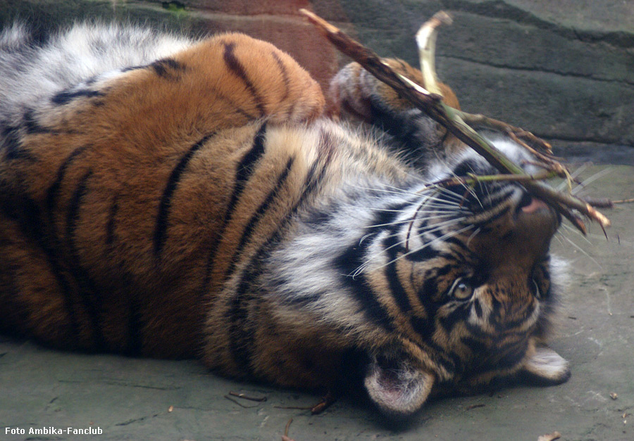Sibirisches Tigerjungtier Tschuna mit Stöckchen im Zoologischen Garten Wuppertal im Dezember 2011 (Foto Ambika-Fanclub)