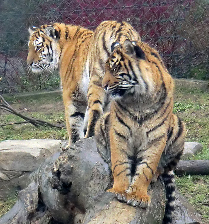 Sibirisches Tigerjungtier Tschuna und Sumatra-Tigerjungtier Daseep im Wuppertaler Zoo am 7. Januar 2012