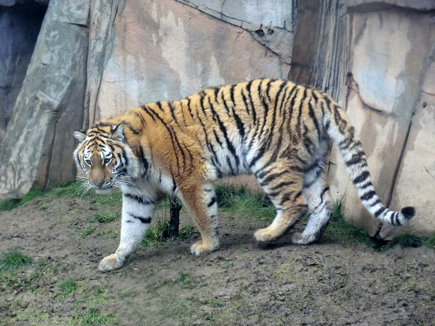 Sibirisches Tigerjungtier TSCHUNA im Wuppertaler Zoo am 8. Januar 2012