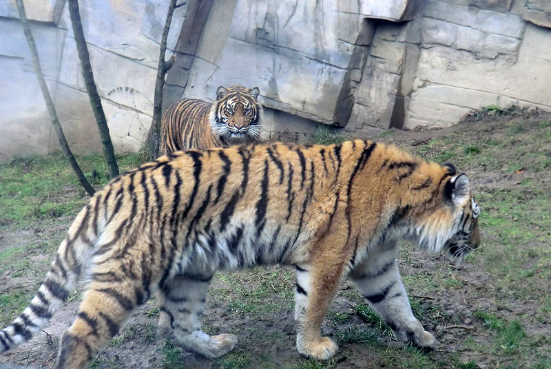 Sibirisches Tigerjungtier TSCHUNA und Sumatra Tigerjungtier DASEEP im Zoologischen Garten Wuppertal am 8. Januar 2012